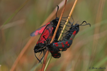 374.368-Sint-jansvlinder-Zygaena-filipendulae