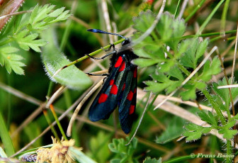 374.465-Valse-vijfvlek-sint-jansvlinder-Zygaena-lonicerae