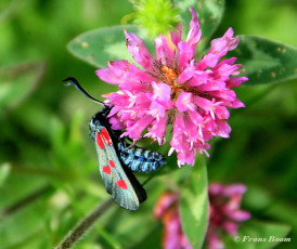 374.465C-Valse-vijfvlek-sint-jansvlinder-Zygaena-lonicerae