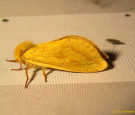 01020-Hopwortelboorder - Hepialus humuli