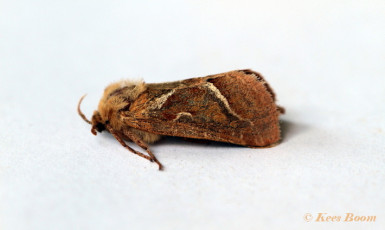 01110-Oranje wortelboorder - Triodia sylvina