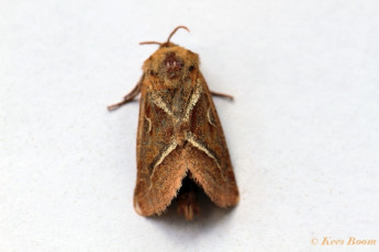 01111-Oranje wortelboorder - Triodia sylvina