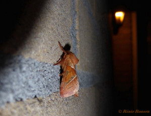 01115-Oranje wortelboorder - Triodia sylvina