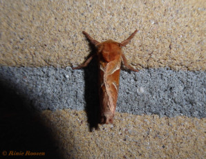 01116-Oranje wortelboorder - Triodia sylvina