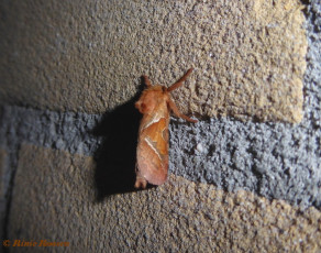 01117-Oranje wortelboorder - Triodia sylvina