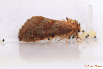 01142-Heidewortelboorder-Phymatopus-hecta