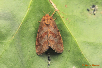 01143-Heidewortelboorder-Phymatopus-hecta