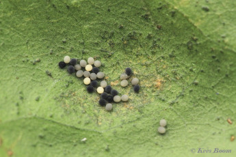 01146-Heidewortelboorder-Phymatopus-hecta