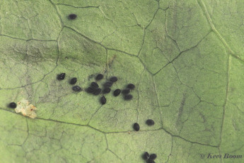 01147-Heidewortelboorder-Phymatopus-hecta