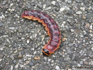 01650-Wilgenhoutrups - Cossus cossus