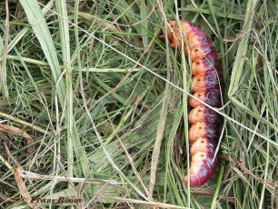 01651-Wilgenhoutrups - Cossus cossus