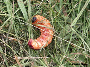 01652-Wilgenhoutrups - Cossus cossus