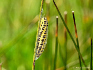 02012A-Sint-jansvlinder-Zygaena-filipendulae