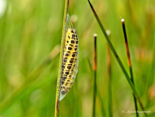 02012B-Sint-jansvlinder-Zygaena-filipendulae