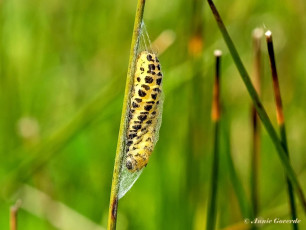 02012C-Sint-jansvlinder-Zygaena-filipendulae