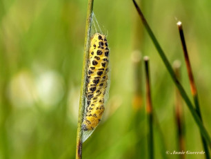 02012D-Sint-jansvlinder-Zygaena-filipendulae