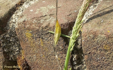 02025-Sint-Jansvlinder-Zygaena-filipendulae