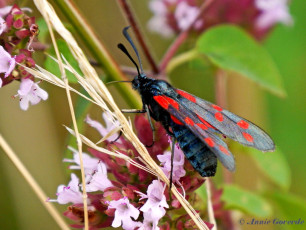 02030-Sint-jansvlinder - Zygaena  filipendulae