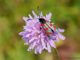 02031-Sint-jansvlinder - Zygaena filipendulae