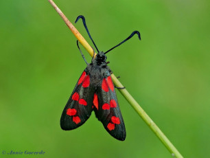 02032- Sint-jansvlinder - Zygaena filipendulae