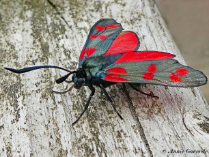 02036- Sint - jansvlinder - Zygaena filipendulae