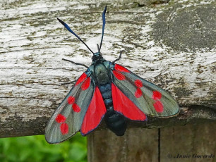 02037- Sint - jansvlinder - Zygaena filipendulae