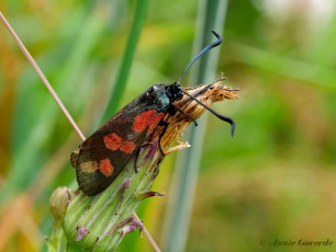 02042- Sint - jansvlinder - Zygaena filipendulae