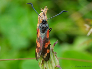 02043- Sint - jansvlinder - Zygaena filipendulae