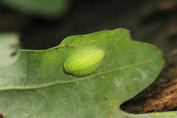 02581-Slakrups - Apoda limacodes