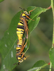 03543-Hoornaarvlinder-Sesia apiformis