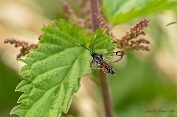 04350-Wilgenwespvlinder-Synanthedon-formicaeformis