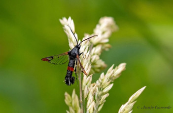 04351-Wilgenwespvlinder-Synanthedon-formicaeformis
