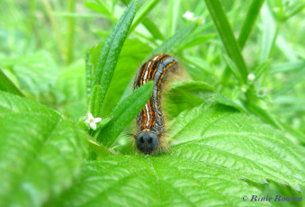 05221-Ringelrups-Malacosoma-neustria