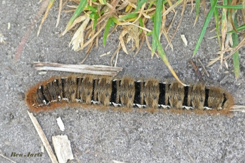 05568-Hageheld-Lasiocampa-Quercus