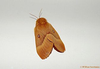 05580-Hageheld - Lasiocampa quercus