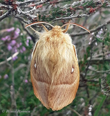 05582-Hageheld-Lasiocampa-quercus.