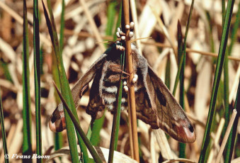 06575C-Nachtpauwoog-Saturnia-pavonia