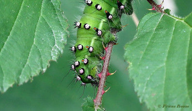 06585C-Nachtpauwoog-Saturnia-pavonia