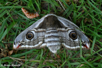 06591- Nachtpauwoog - Saturnia pavonia