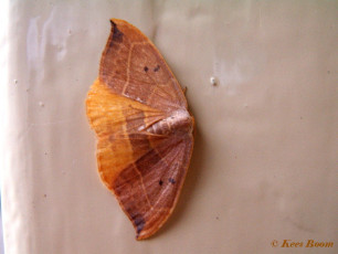 07093-Gele eenstaart - Watsonalla binaria