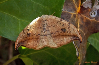 07231-Berkeneenstaart-Drepana-falcataria