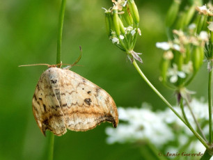 07232-Berkeneenstaart-Drepana falcataria
