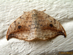 07233-Berkeneenstaart - Drepana falcataria