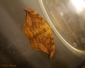 07304-Bruine eenstaart - Drepana curvatula