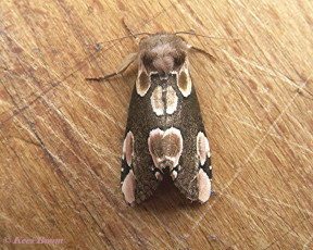 07513-Braamvlinder - Thyatira batis