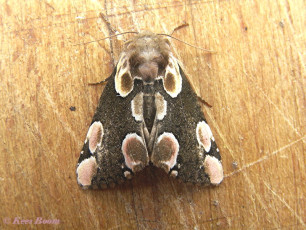 07514-Braamvlinder - Thyatira batis