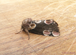 07515-Braamvlinder - Thyatira batis