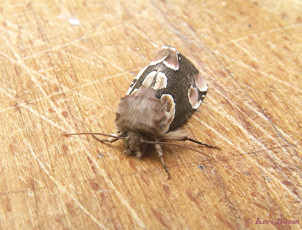 07516-Braamvlinder - Thyatira batis