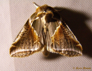 07583-Vuursteenvlinder - Habrosyne pyritoides