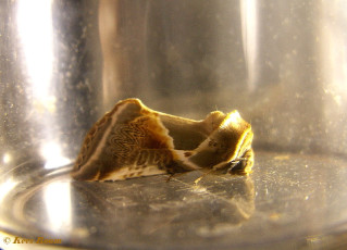 07584-Vuursteenvlinder - Habrosyne pyritoides